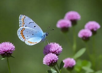 Blue butterfly with orange and black markings on its wings perched on a purple clover flower with green foliage in the background - Powered by Adobe