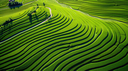 Green terraced rice fields in the mountains, aerial view. Nature, agriculture, and travel photography.