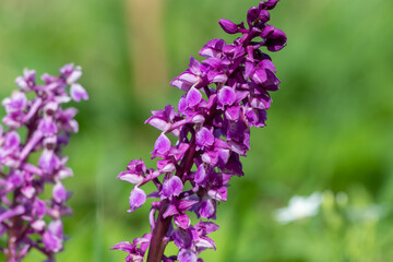 Close up of an early purple orchid (orchis mascula) flower in bloom