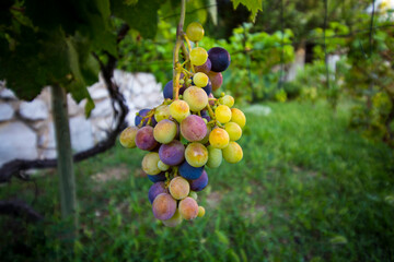 bunch of grapes on vine