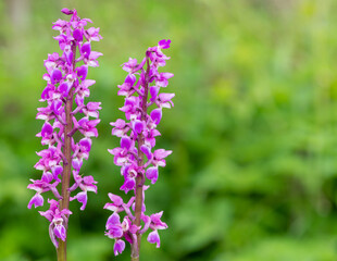 Close up of early purple orchid (orchis mascula) flowers in bloom