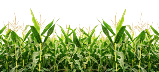 Lush cornfield, cut out - stock png.