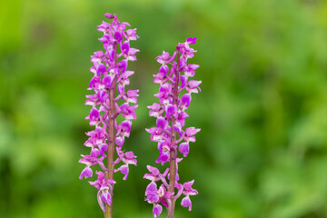 Close up of early purple orchid (orchis mascula) flowers in bloom