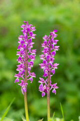 Close up of early purple orchid (orchis mascula) flowers in bloom