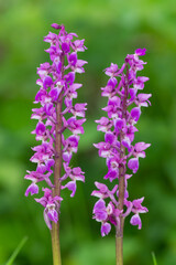 Close up of early purple orchid (orchis mascula) flowers in bloom