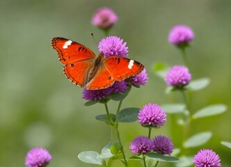 Orange butterfly with white stripes on its wings perched on a purple flower with more yellow flowers and orange leaves in the background