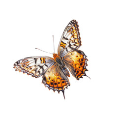Colorful flying butterfly in transparent background