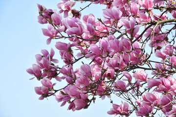 Nature beautiful pink magnolia flowers - 754539657