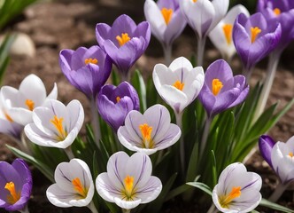 A group of  purple and white crocus flowers with  orange stamens blooming in soil