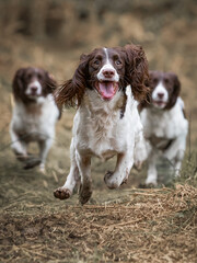 Three English Springer Spaniels Running