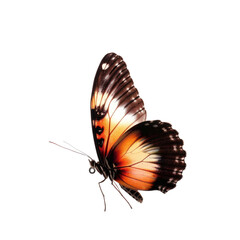 Fototapeta na wymiar Colorful flying butterfly in transparent background
