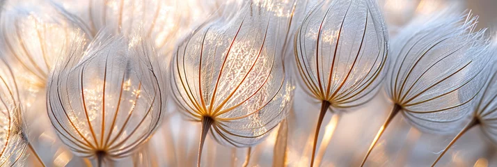 Foto op Plexiglas Delicate details of dandelion seeds up close, highlighting their structure and fragility. © Degimages