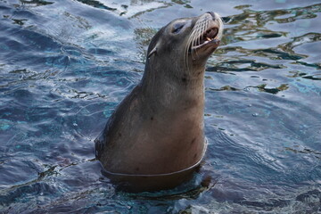 Brüllender Seelöwe, Kopf im Wasser, Close Up