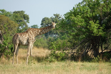 Naklejka na ściany i meble Giraffe with Baby in the Okavango Delta