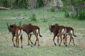 Obraz premium Sable Antelope in the Okavango Delta