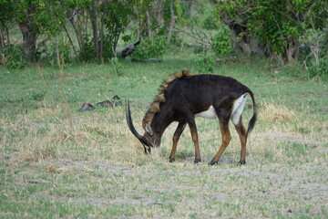 Sable Antelope in the Okavango Delta