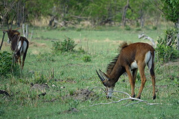 Sable Antelope in the Okavango Delta