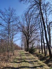 Feldweg am Wald im Frühling