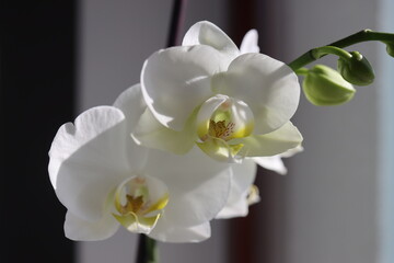 Falenopsis ćmówka Phalaenopsis orchidea