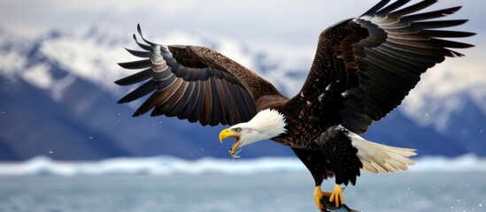 a mighty eagle is looking for food in the water