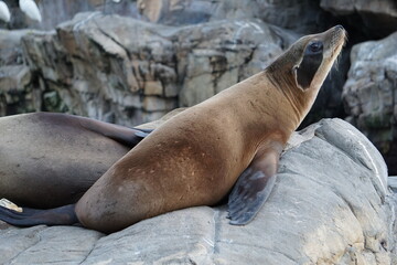 Neugieriger Kalifornischer Seelöwe reckt seinen Kopf auf einem Fels am pazifischen Ozean 