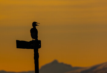 Great cormorant silhouette with open mouth in front of sunset sky