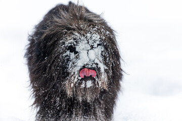 Funny dog with snowy face and tongue sticking out