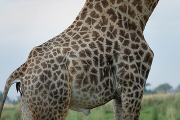 Giraffe in the Okavango Delta