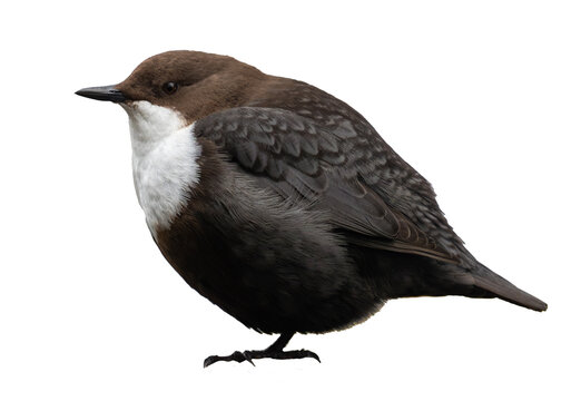 White-throated dipper (Cinclus cinclus) isolated on white background