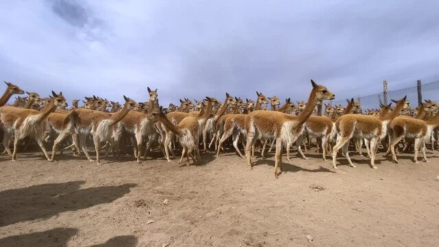 Vicu&ntilde;a capturadas en grupo en los andes de Sudam&eacute;rica
