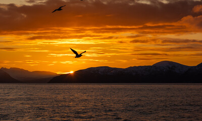 Seagulsl flying in front of the setting sun