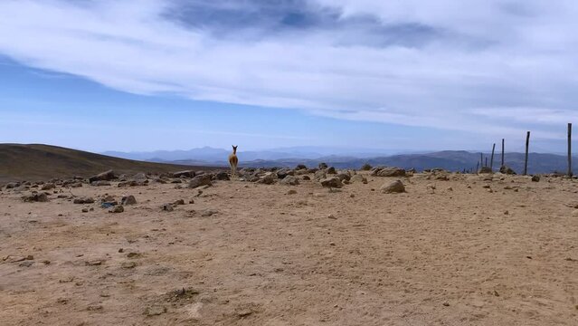Vicu&ntilde;a solitaria corriendo en los andes 