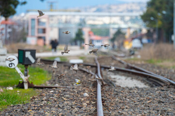 Birds flying on railway tracks.