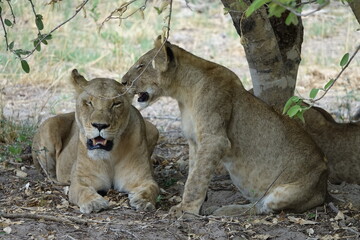 Lions with babies in the Okavango Delta after feeding on an Elephant Kill