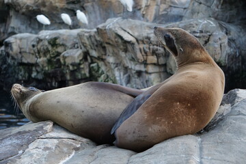 Neugieriger Kalifornischer Seelöwe reckt seinen Kopf auf einem Fels am pazifischen Ozean