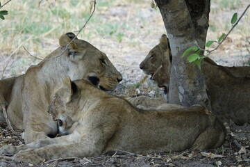 Lions with babies in the Okavango Delta after feeding on an Elephant Kill