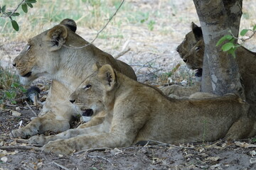 Naklejka na ściany i meble Lions with babies in the Okavango Delta after feeding on an Elephant Kill