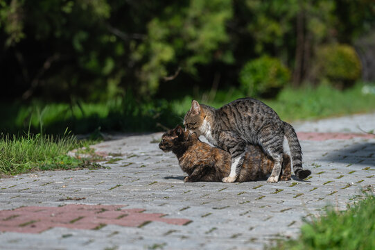 Stray cats mating in the park.