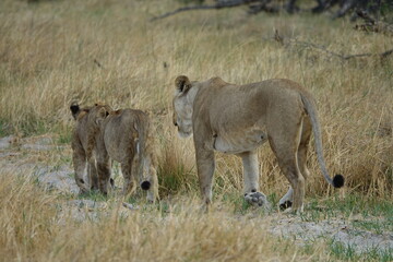Lions with babies in the Okavango Delta after feeding on an Elephant Kill