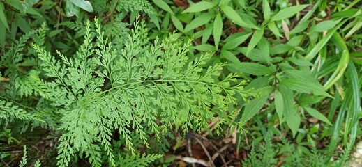Close-Up of Lush Green Fern Leaves in a Forest