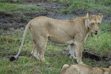 Lions with babies in the Okavango Delta after feeding on an Elephant Kill
