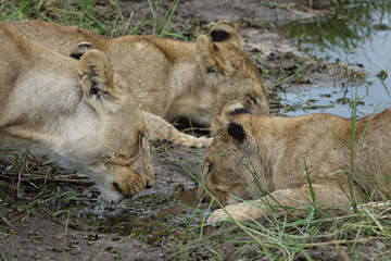 Lions with babies in the Okavango Delta after feeding on an Elephant Kill