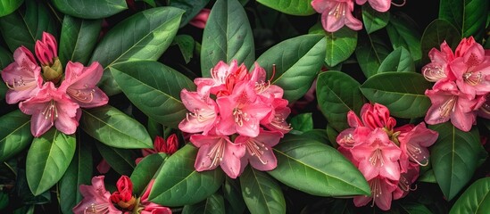 A cluster of vibrant pink rhododendron flowers surrounded by lush green leaves.