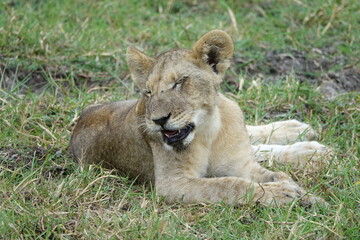 Lions with babies in the Okavango Delta after feeding on an Elephant Kill