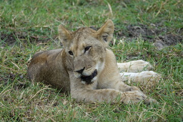 Lions with babies in the Okavango Delta after feeding on an Elephant Kill
