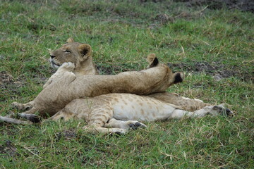 Lions with babies in the Okavango Delta after feeding on an Elephant Kill