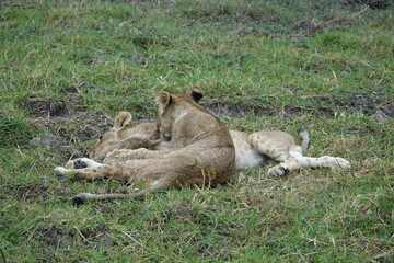 Lions with babies in the Okavango Delta after feeding on an Elephant Kill