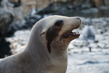 Kalifornischer Seelöwe mit geöffnetem Mund am Meer, Close Up