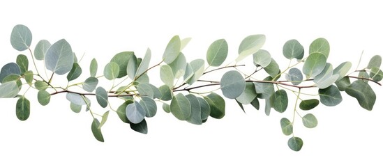 Vibrant Eucalyptus Leaves Adorning a Clean White Background for Botanical Design