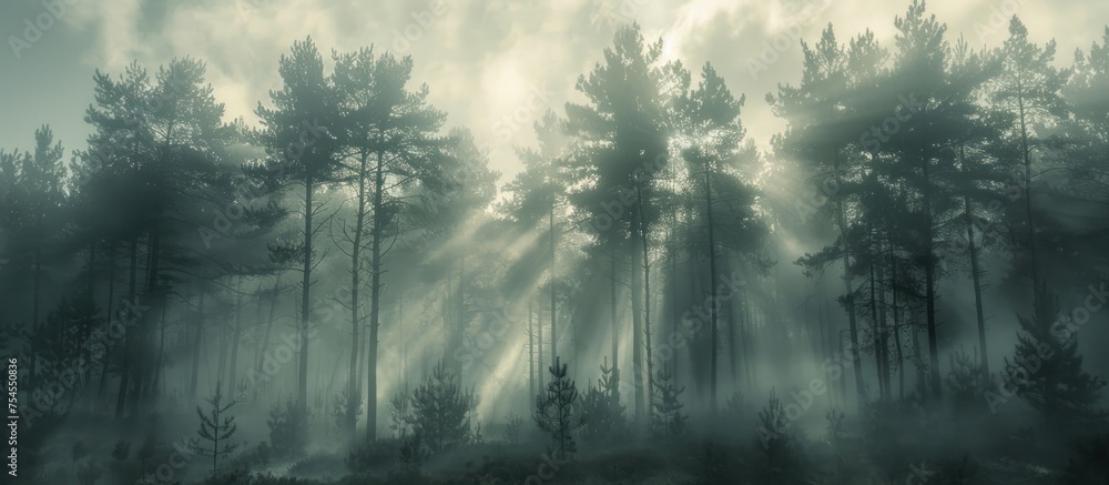 Poster fog blankets a dense forest filled with towering trees, creating a mysterious and atmospheric scene.